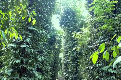 Giá tiêu hôm nay 27/9/2025: ngược chiều thế giới, giá tiêu trong nước vẫn tăng ở một vài nơi