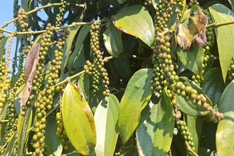 Giá tiêu hôm nay 28/11/2025: giá tiêu xuất khẩu tăng mạnh, tiêu trắng thêm 200 USD/tấn