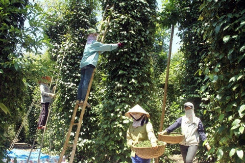Giá tiêu hôm nay 28/5/2025: đồng loạt tăng trở lại, hướng tới mốc 150.000 đồng/kg