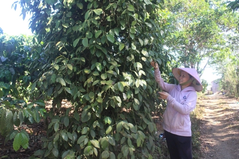 Giá tiêu hôm nay 29/5/2025: giá tiêu xuất khẩu giảm mạnh, đồng loạt mất 200 USD/tấn