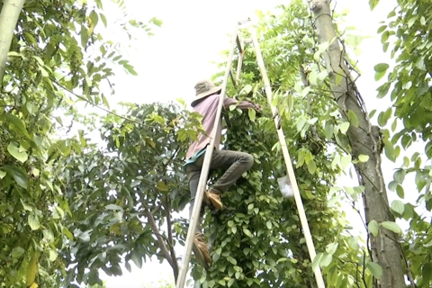 Giá tiêu hôm nay 29/6/2025: tăng liên tiếp, vượt mốc 130.000 đồng/kg