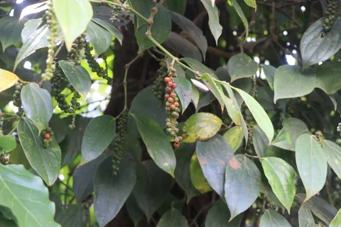 Giá tiêu hôm nay 3/1/2026: giá tiêu các nước biến động trái chiều đầu năm 2026