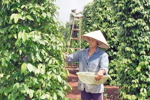 Giá tiêu hôm nay 3/10/2025: điều chỉnh mạnh ở Brazil và Malaysia