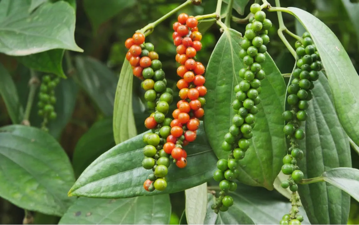 Giá tiêu hôm nay 3/7/2025: tăng liền 3 ngày, giá tiêu trong nước tiến sát mốc 150.000 đồng/kg