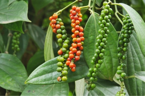 Giá tiêu hôm nay 3/7/2025: tăng liền 3 ngày, giá tiêu trong nước tiến sát mốc 150.000 đồng/kg