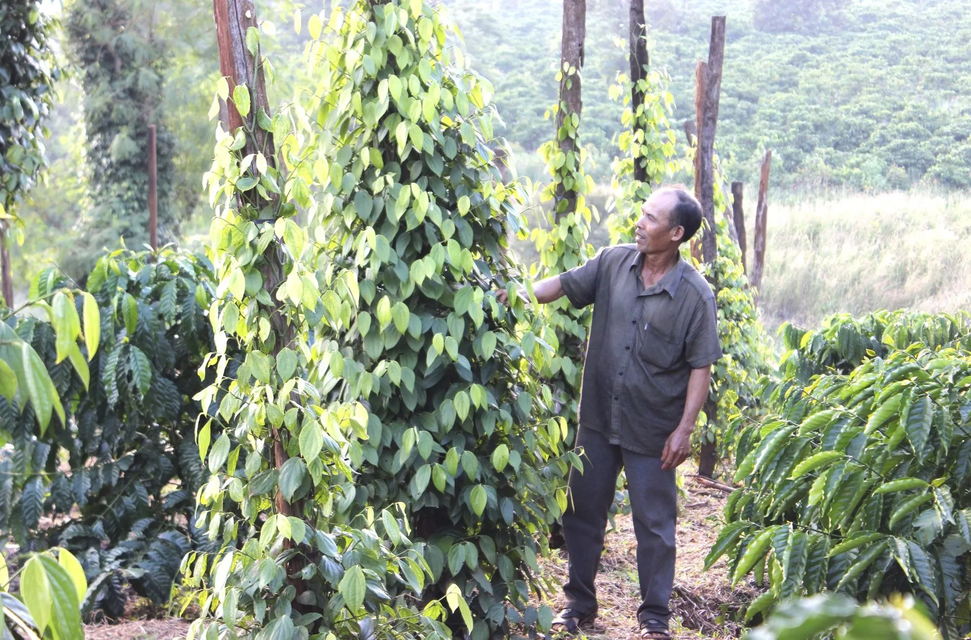 Giá tiêu hôm nay 3/9/2025: tiếp tục đồng loạt tăng 1.000 đồng/kg