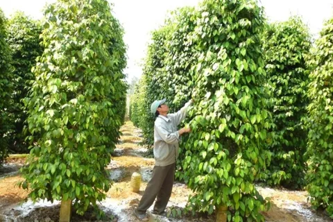 Giá tiêu hôm nay 30/10/2025: đồng loạt tăng lần thứ 2 trong tuần, các địa phương thêm 1.000 đồng/kg