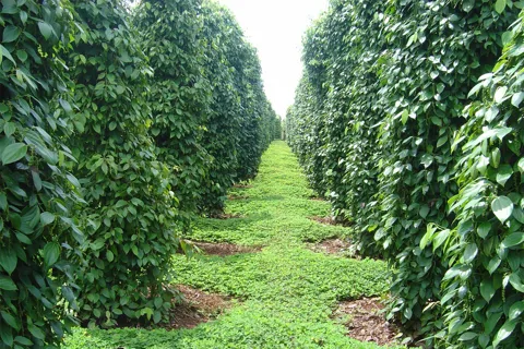 Giá tiêu hôm nay 30/11/2025: giá tiêu trong nước tăng đến 5.500 đồng/kg trong tháng 11/2025