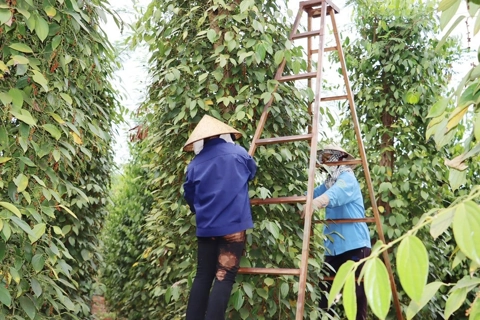 Giá tiêu hôm nay 30/5/2025: thiếu động lực tăng, giá tiêu về gần mốc 145.000 đồng/kg