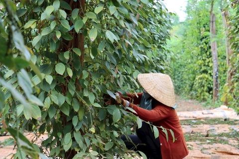 Giá tiêu hôm nay 30/6/2025: Bà Rịa - Vũng Tàu tăng tới 10.000 đồng/kg trong tuần
