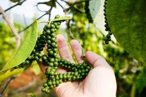 Giá tiêu hôm nay 4/12/2025: đà giảm vẫn tiếp tục, các địa phương mất mốc 150.000 đồng/kg