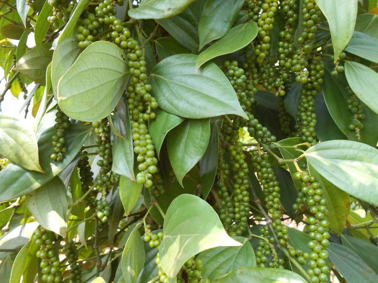 Hình ảnh 1