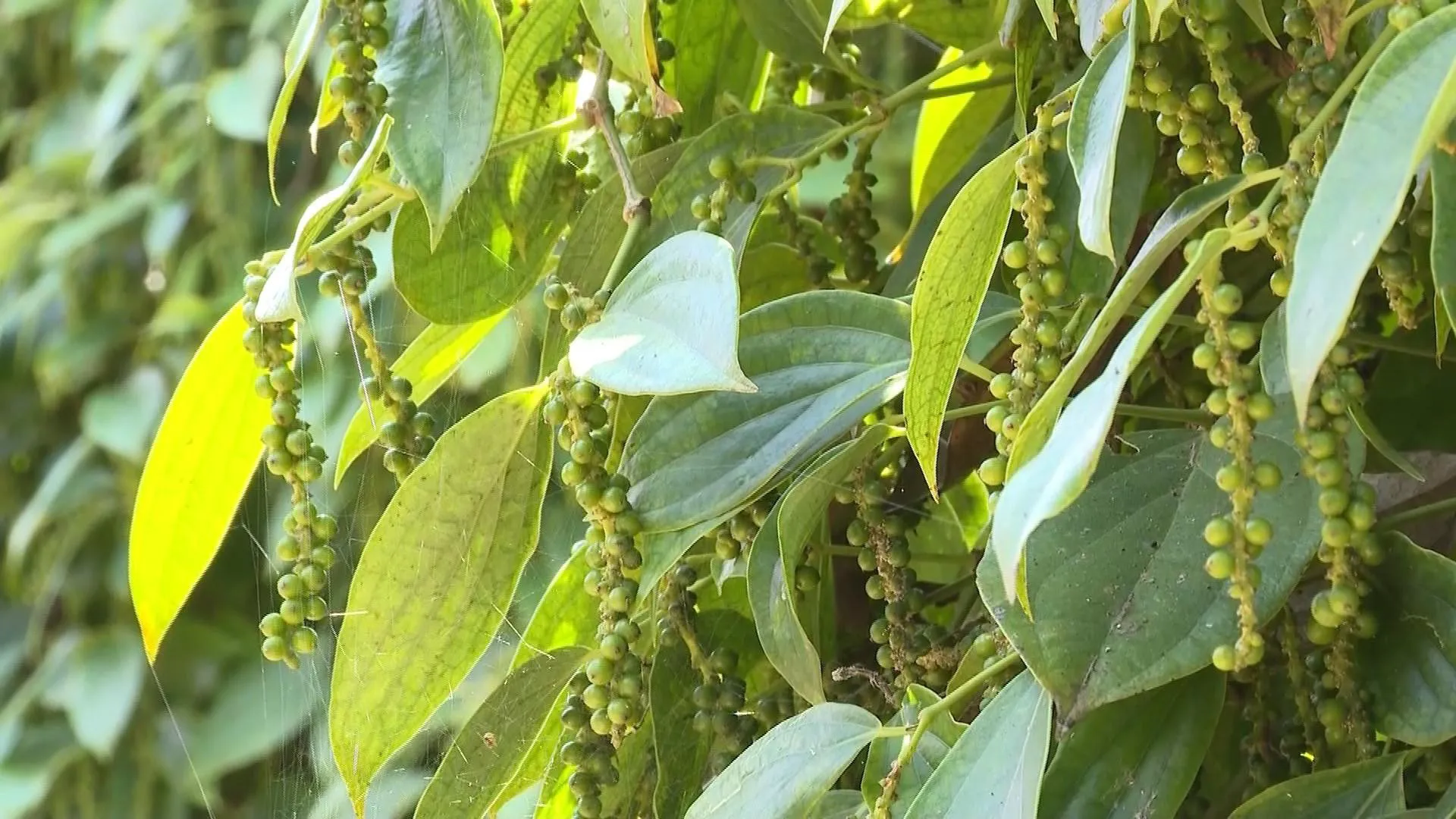 Giá tiêu hôm nay 5/9/2025: nguyên nhân cú "quay xe" của giá tiêu trong nước