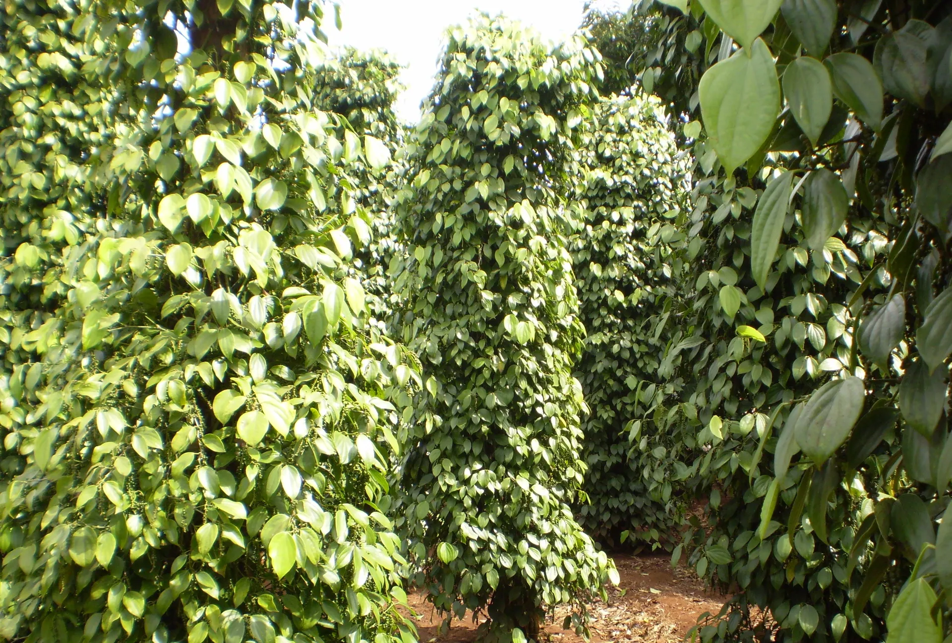 Giá tiêu hôm nay 6/11/2025: xuất khẩu hồ tiêu Việt Nam vượt mốc kỷ lục, hướng tới 1,5 tỷ USD