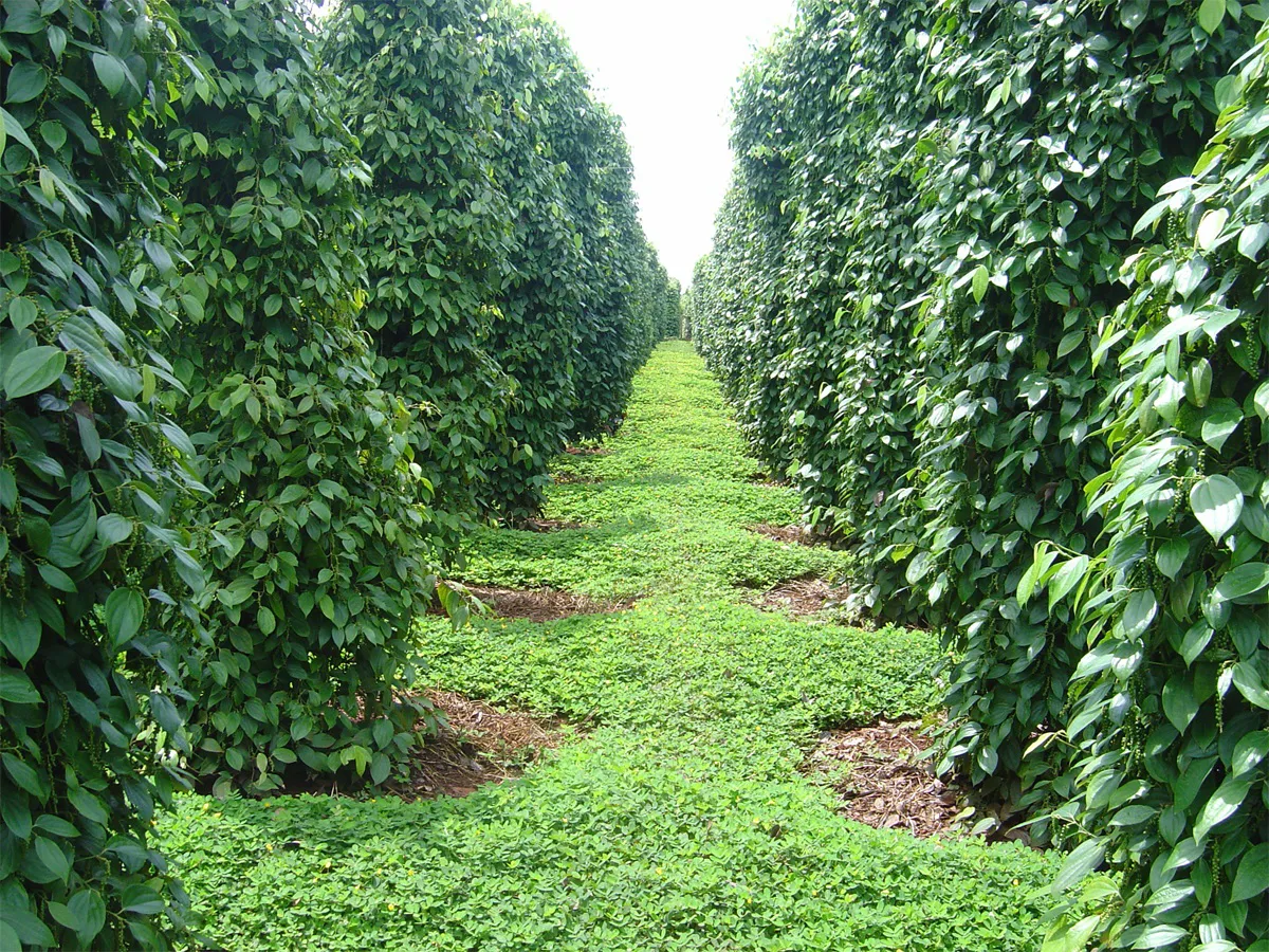 Hình ảnh 1