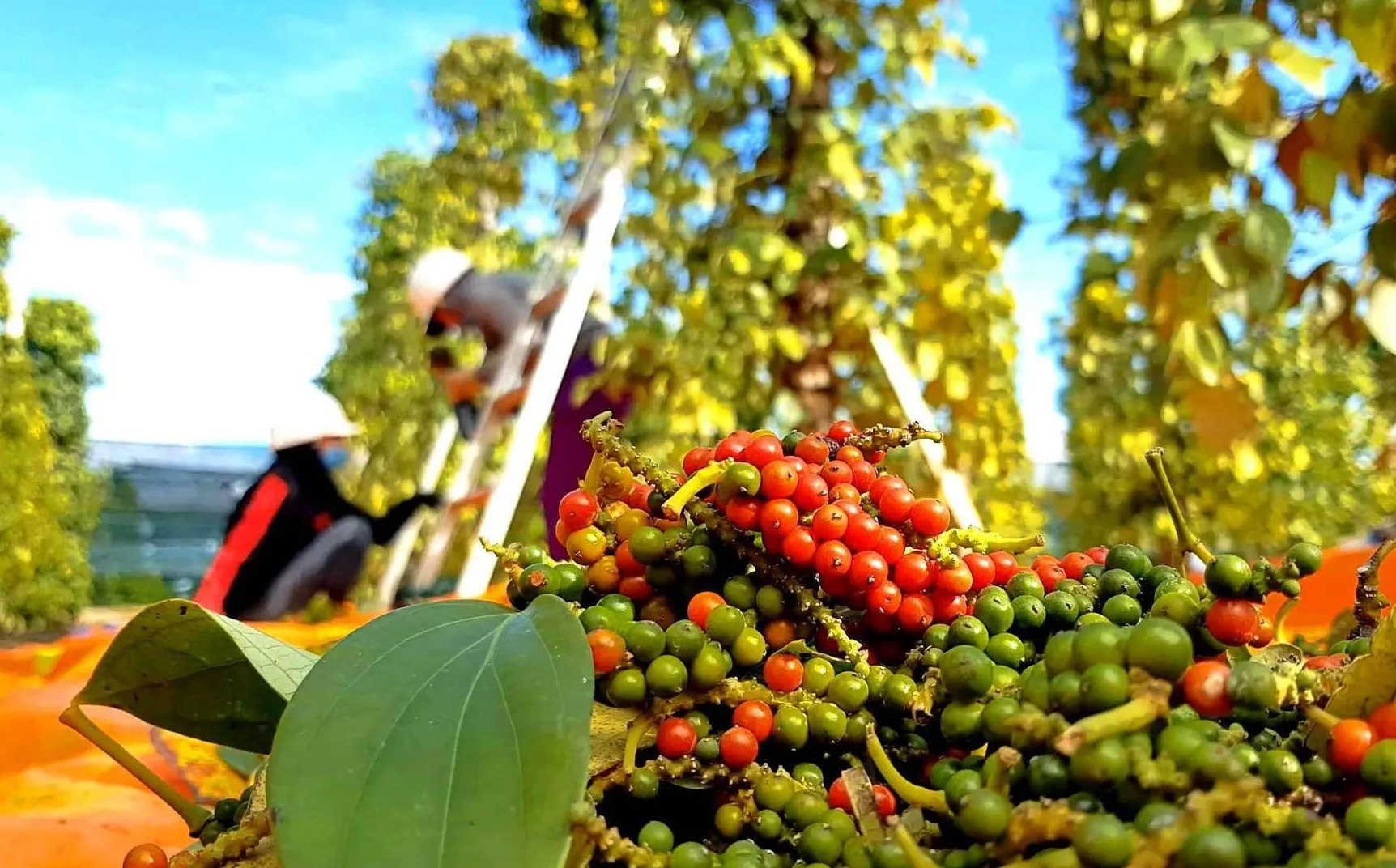 Giá tiêu hôm nay 6/9/2025: giá tiêu Ấn Độ tăng, Indonesia giảm trong tuần này
