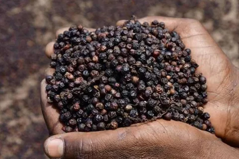 Giá tiêu hôm nay 7/1/2026: đồng loạt tăng mạnh, Đắk Lắk - Đắk Nông thêm 1.500 đồng/kg