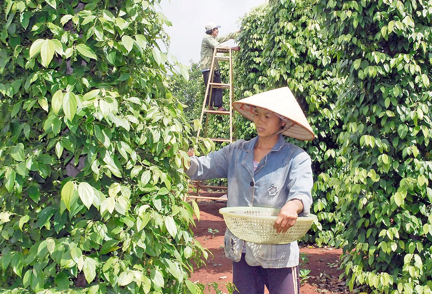 Giá tiêu hôm nay 7/10/2025: đồng loạt tăng, Đắk Nông thêm 2.000 đồng/kg