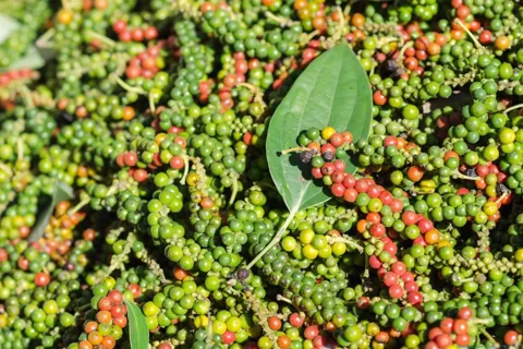 Giá tiêu hôm nay 7/12/2025: tăng nhẹ trở lại, xuất khẩu hồ tiêu vượt 1,5 tỷ USD