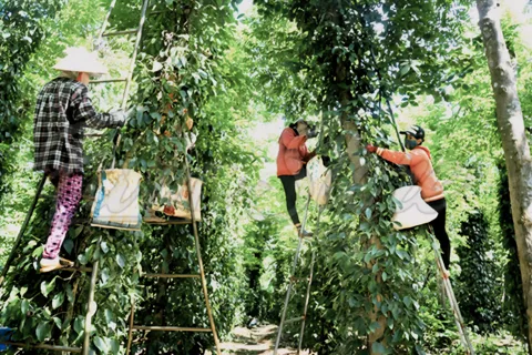 Giá tiêu hôm nay 7/2/2026: giá tiêu trong nước đi ngược thế giới, giảm liên tiếp 2 ngày