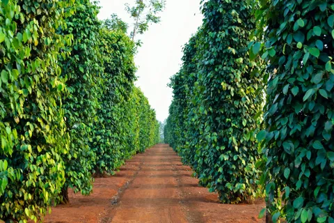 Giá tiêu hôm nay 8/10/2025: giá tiêu xuất khẩu tăng mạnh trong 9 tháng đầu năm