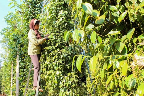 Giá tiêu hôm nay 8/5/2025: xuất khẩu hồ tiêu sang Trung Quốc tăng hơn 160%
