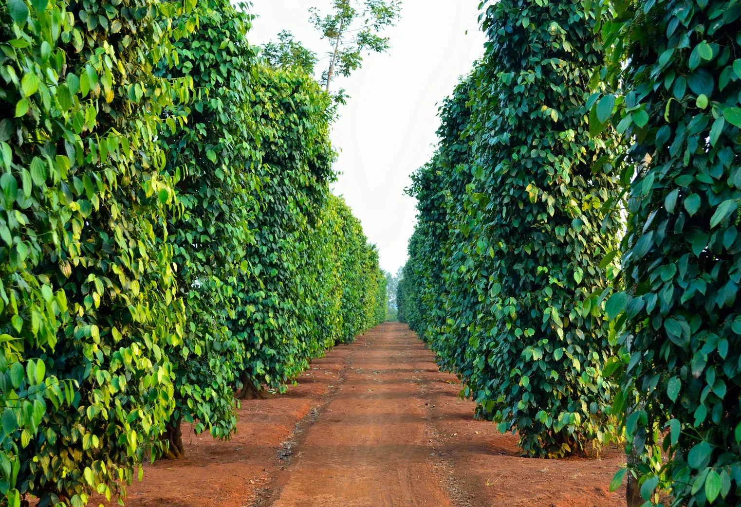 Giá tiêu hôm nay 9/11/2025: mưa lớn ảnh hưởng đến năng suất hạt tiêu tại nhiều quốc gia