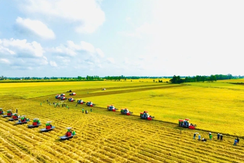 Tìm kiếm mở rộng thị trường mới để ổn định giá lúa, hỗ trợ nông dân