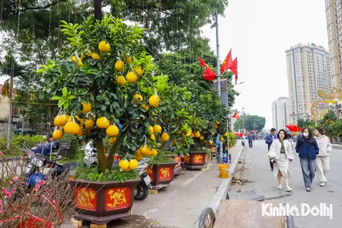 Bưởi cảnh “khủng” giá hàng chục triệu đồng trên phố Lạc Long Quân