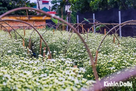 Cúc họa mi nở rộ giữa tiết trời se lạnh: nông dân tất bật thu hoạch đầu mùa
