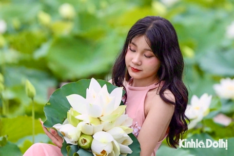 Giới trẻ đô xô chụp ảnh hoa sen trắng tại ngoại thành Hà Nội