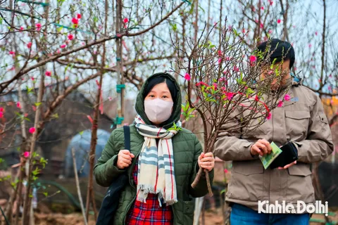 Người dân tấp nập về Nhật Tân, Tứ Liên mua đào, quất chơi Tết