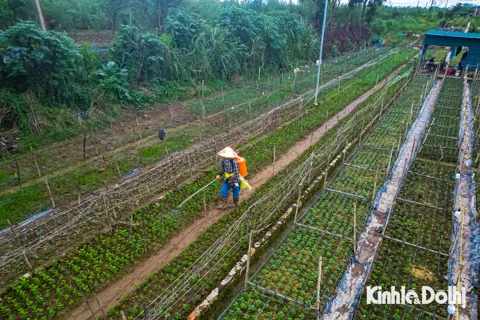 Nông dân Nhật Tân tất bật trồng hoa ngắn ngày cứu vụ Tết sau bão