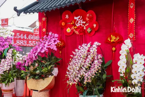 Lan hồ điệp “nhuộm” sắc phố Hà Nội ngày cận Tết