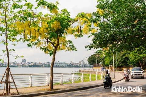 Muồng hoàng yến rực rỡ khoe sắc vàng giữa lòng Thủ đô
