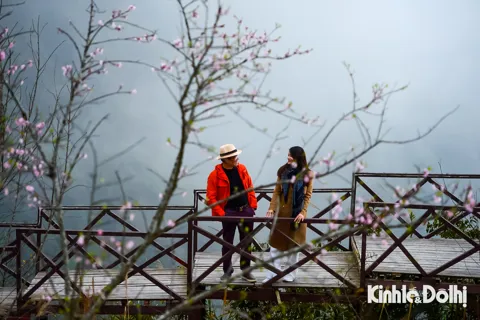 Mùa đào rừng nở rộ, Ô Quy Hồ đẹp như tranh xuân Tây Bắc