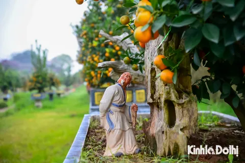 Quất mộc căn: thú chơi cây cảnh “độc lạ” được săn đón dịp Tết