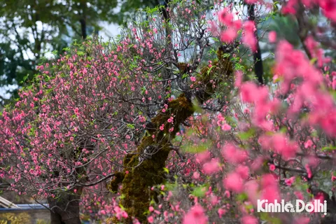 Góc "rừng Xuân” giữa lòng Hà Nội