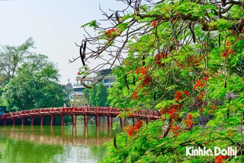 Tháng 5 mùa hoa phượng đỏ nở rộ giữa lòng Thủ đô