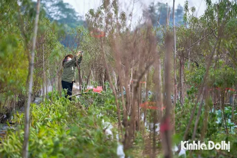 Nhật Tân rộn ràng mùa tuốt lá đào, sẵn sàng bung sắc dịp Tết Bính Ngọ 2026