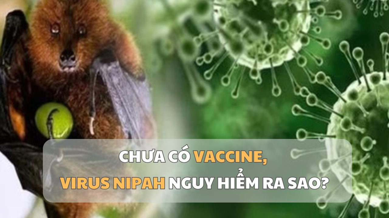 Chưa có vaccine, Virus Nipah nguy hiểm ra sao?