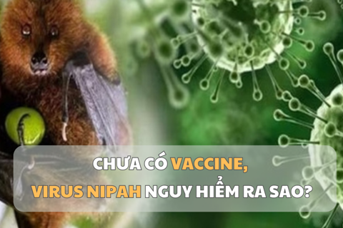 Chưa có vaccine, Virus Nipah nguy hiểm ra sao?