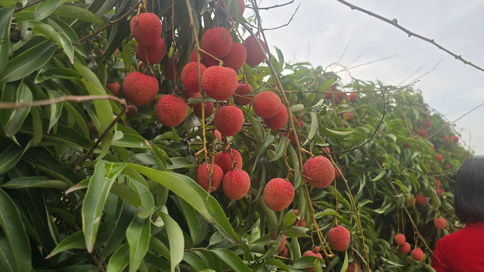 Hải Dương tổ chức Lễ mở vườn vải chín và Hội nghị xúc tiến tiêu thụ vải năm 2025
