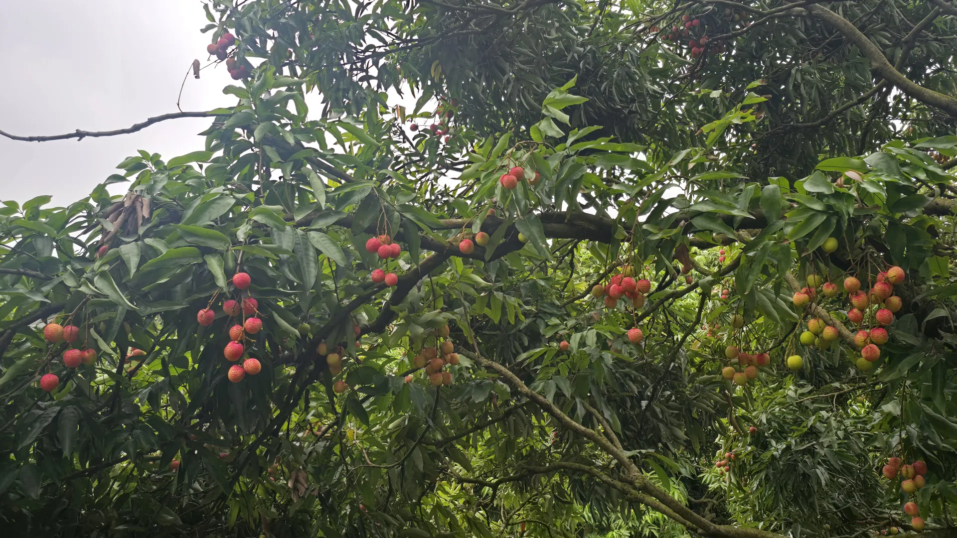 Hình ảnh 7