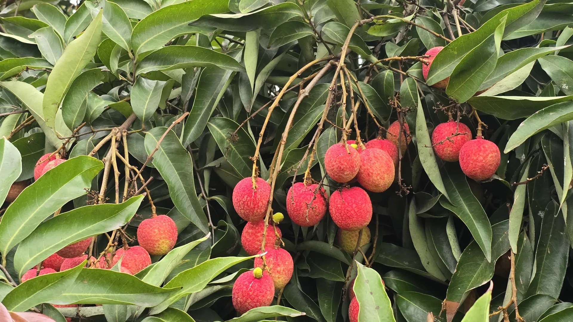Hình ảnh 1