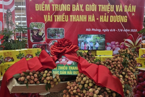 Vải thiều Hải Dương được bán tại các siêu thị, trung tâm thương mại ở Hải Phòng
