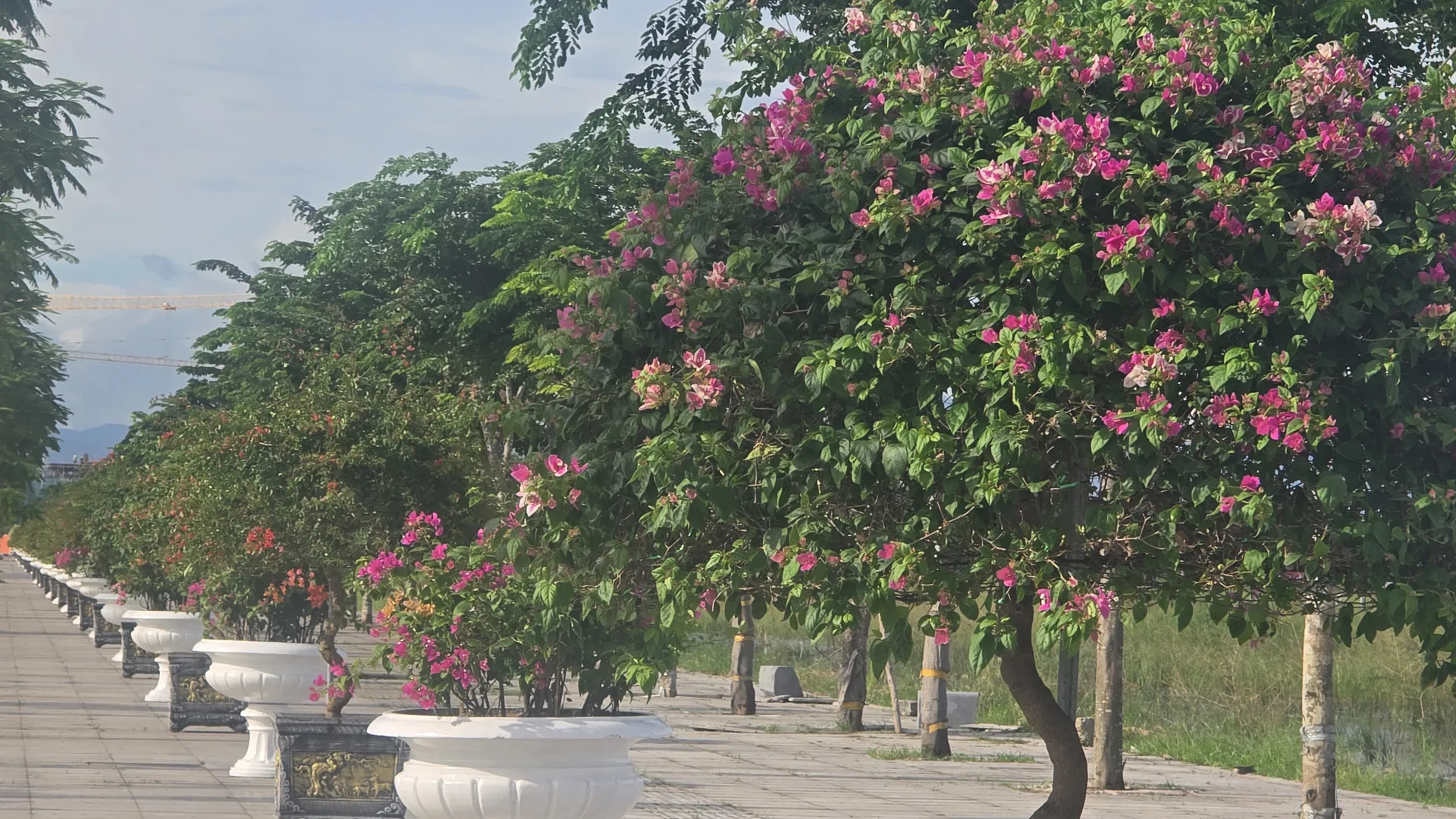 Hình ảnh 5