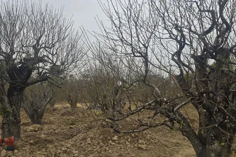 Hải Phòng: đào, quất được mùa, chờ “bung” ra thị trường