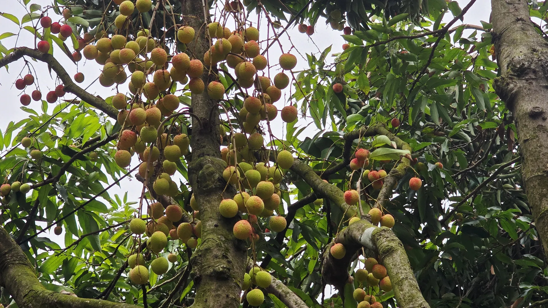 Hình ảnh 6