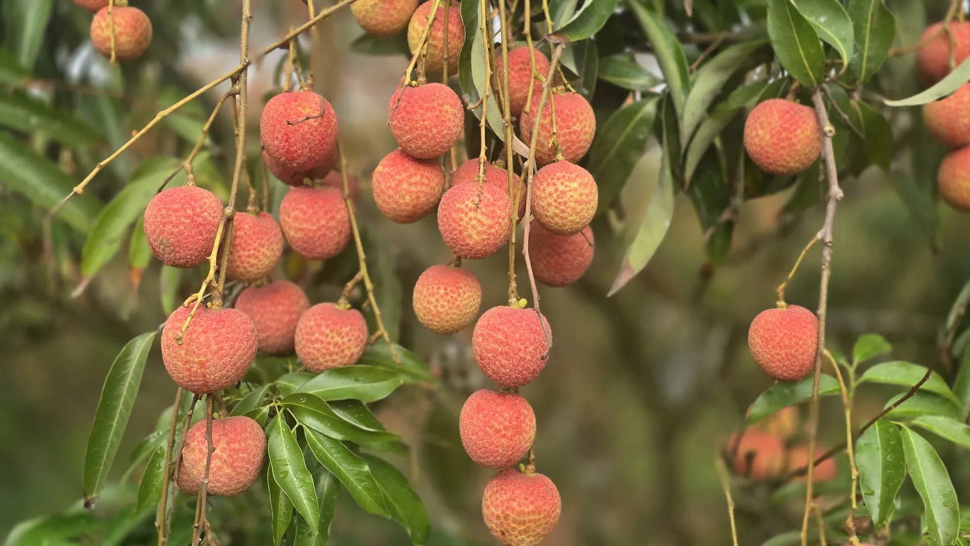 Hình ảnh 1